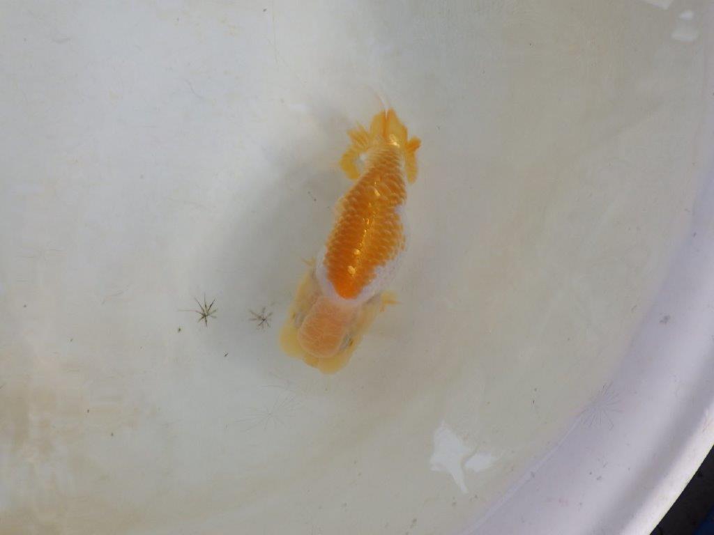 【岐阜フンタンブリーダー 】頭の雰囲気が良くご鑑賞お勧めのらんちゅう　約12㎝