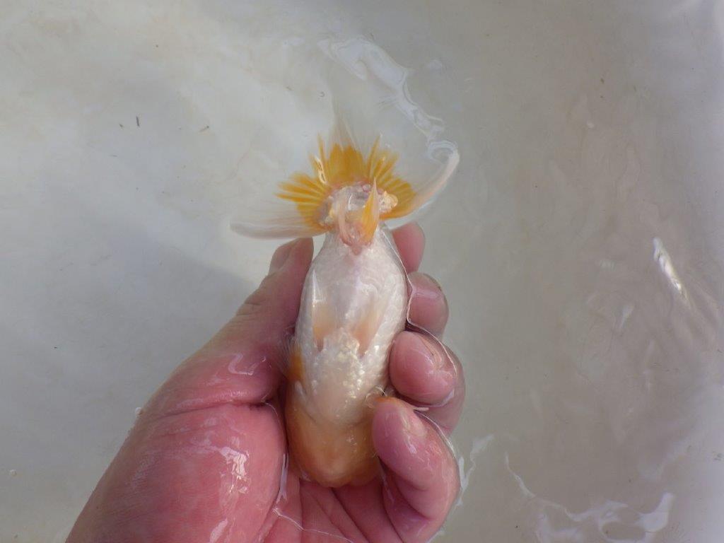 【岐阜フンタンブリーダー 】頭の雰囲気が良くご鑑賞お勧めのらんちゅう　約12㎝