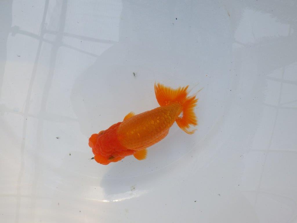 【管理魚】ご鑑賞お勧めの種にもお勧め　二歳らんちゅう　約14㎝ メス