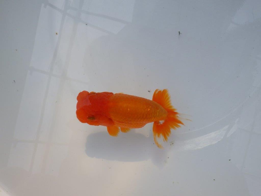 【管理魚】ご鑑賞お勧めの種にもお勧め　二歳らんちゅう　約14㎝ メス