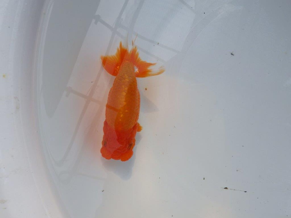 【管理魚】ご鑑賞お勧めの種にもお勧め　二歳らんちゅう　約14㎝ メス