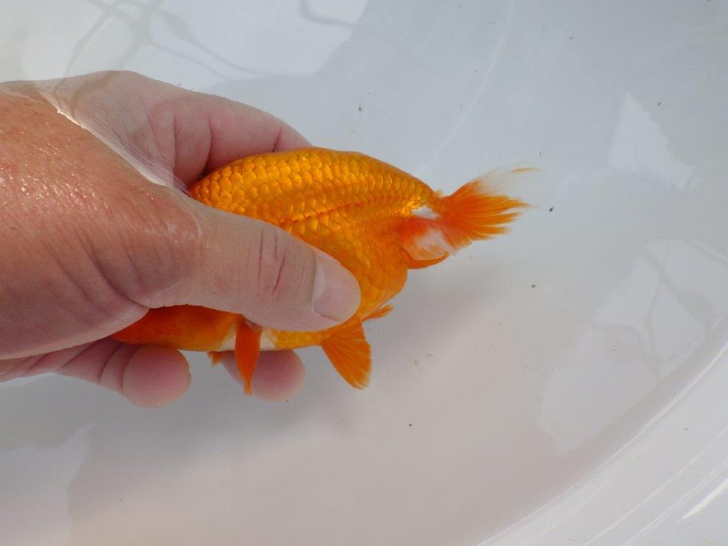 【管理魚】ご鑑賞お勧めの種にもお勧め　二歳らんちゅう　約14㎝ メス