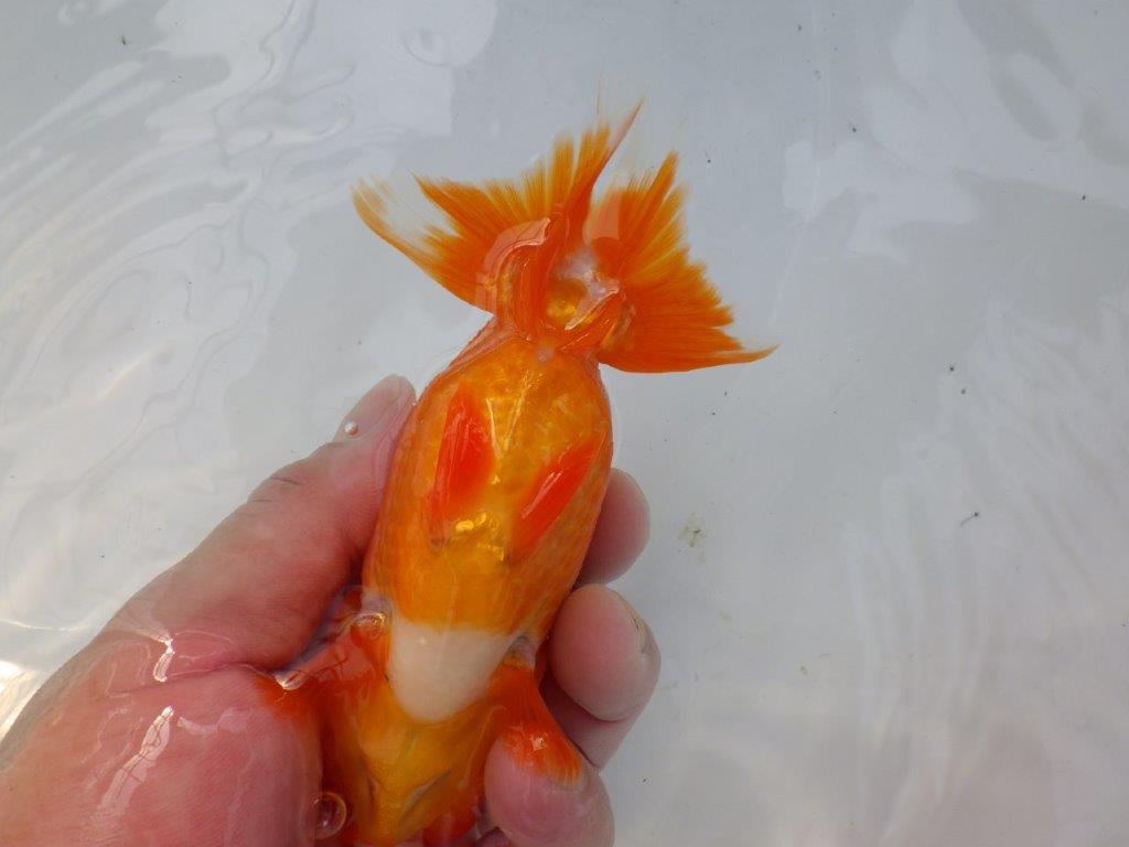 【管理魚】ご鑑賞お勧めの種にもお勧め　二歳らんちゅう　約14㎝ メス