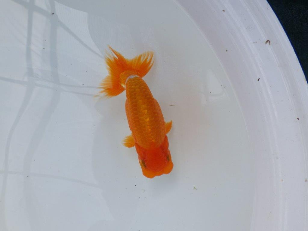 【管理魚】サイズ感も良く尾張りも良い　二歳らんちゅう　約15㎝ オス