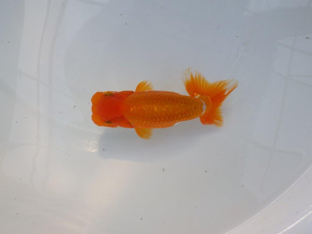 【管理魚】サイズ感も良く尾張りも良い　二歳らんちゅう　約15㎝ オス