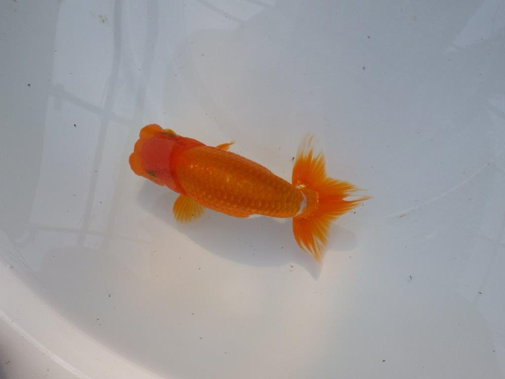 【管理魚】サイズ感も良く尾張りも良い　二歳らんちゅう　約15㎝ オス