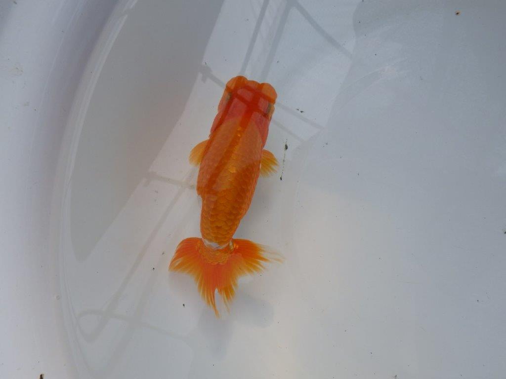 【管理魚】サイズ感も良く尾張りも良い　二歳らんちゅう　約15㎝ オス