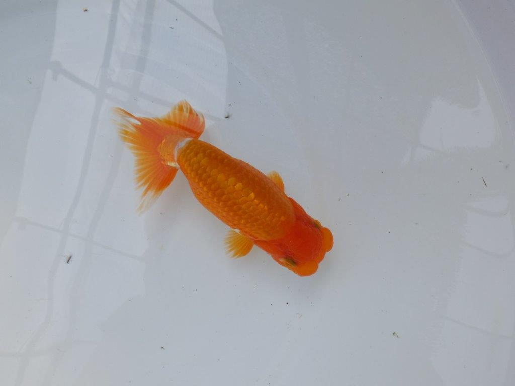 【管理魚】サイズ感も良く尾張りも良い　二歳らんちゅう　約15㎝ オス