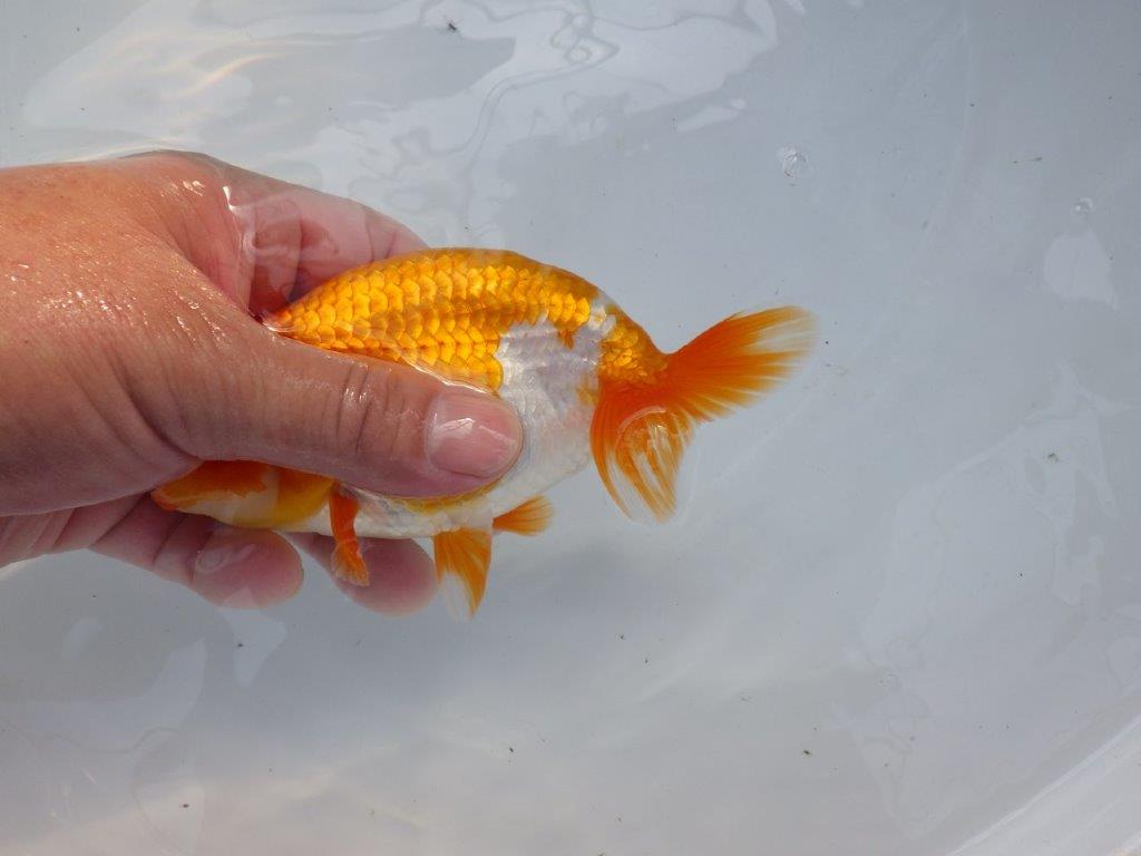 【管理魚】サイズ感も良く尾張りも良い　二歳らんちゅう　約15㎝ オス