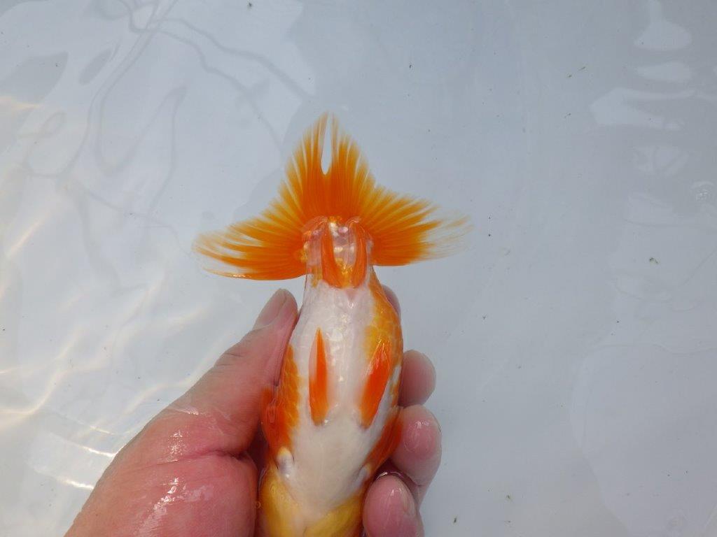 【管理魚】サイズ感も良く尾張りも良い　二歳らんちゅう　約15㎝ オス