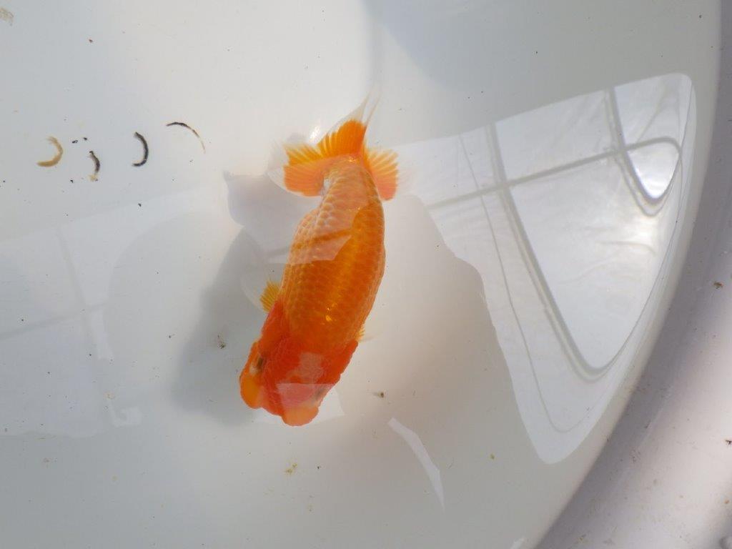 【種にもお勧め愛知超優良系統 】飼い込みお勧め！当歳らんちゅう約13㎝