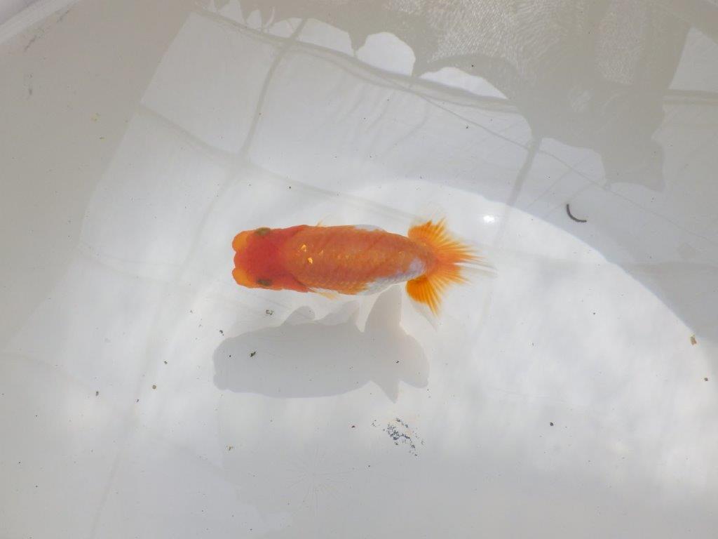 【全国大会東大関獲得ブリーダー 】水槽映え!お勧め当歳らんちゅう約10,5㎝