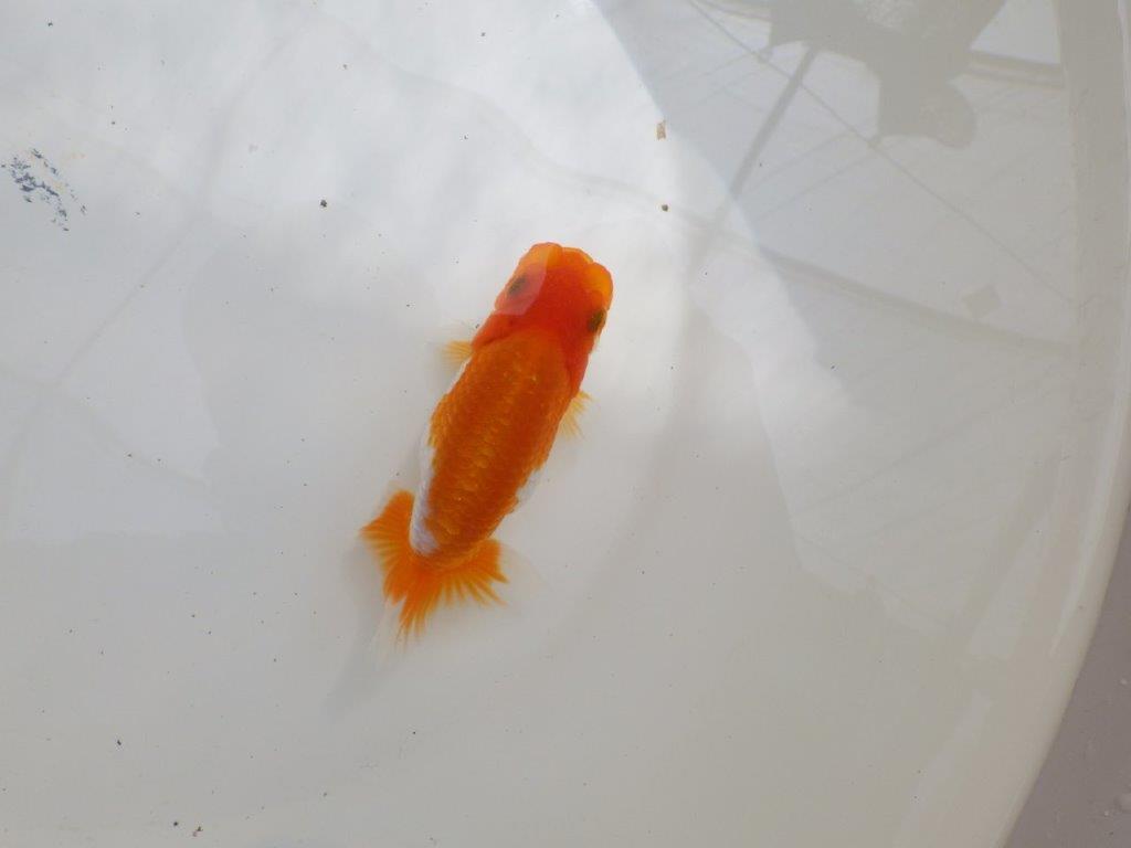 【全国大会東大関獲得ブリーダー 】水槽映え!お勧め当歳らんちゅう約10,5㎝