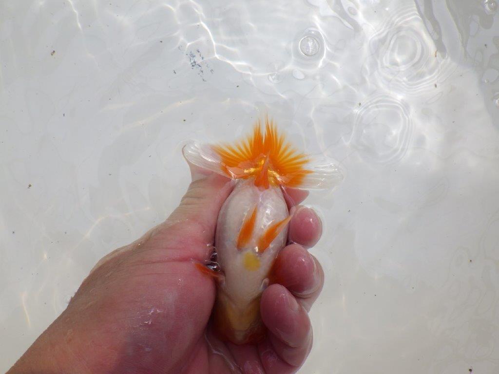 【全国大会東大関獲得ブリーダー 】水槽映え!お勧め当歳らんちゅう約10,5㎝