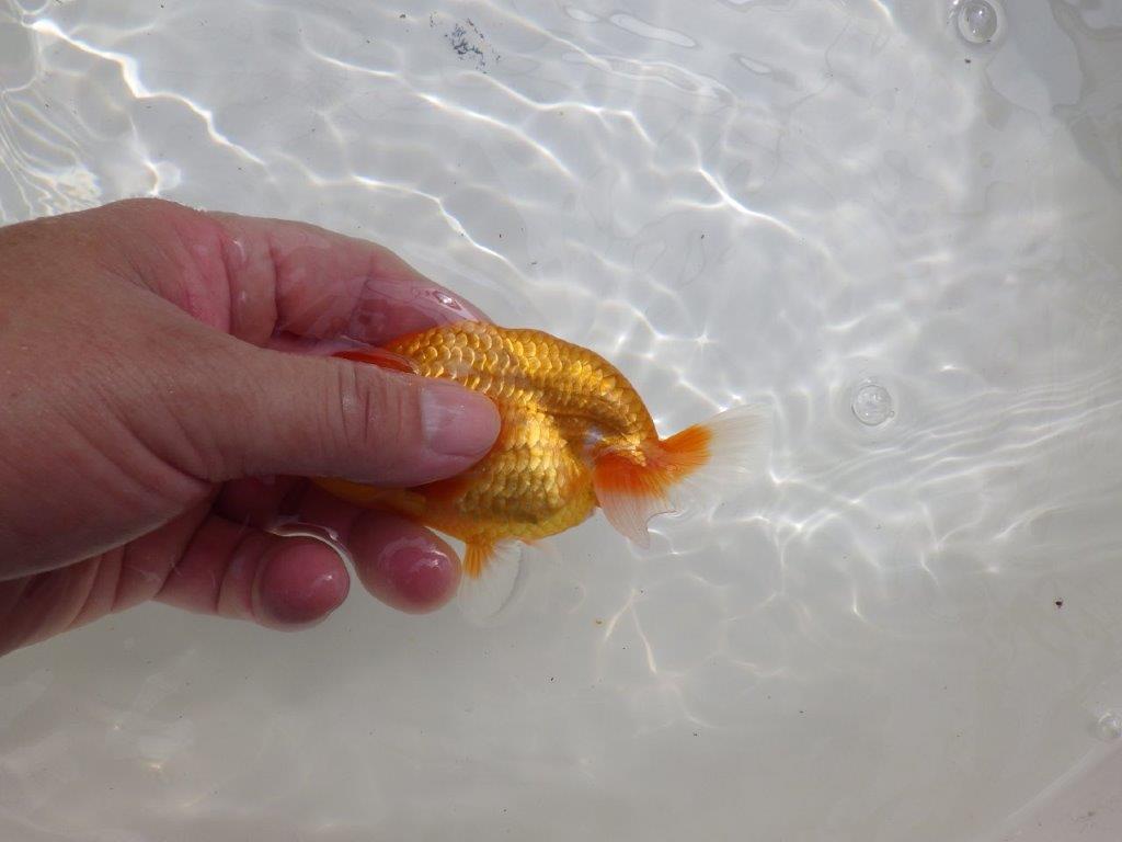 【全国大会東大関獲得ブリーダー 】嫌味のない良い雰囲気の当歳らんちゅう約12㎝