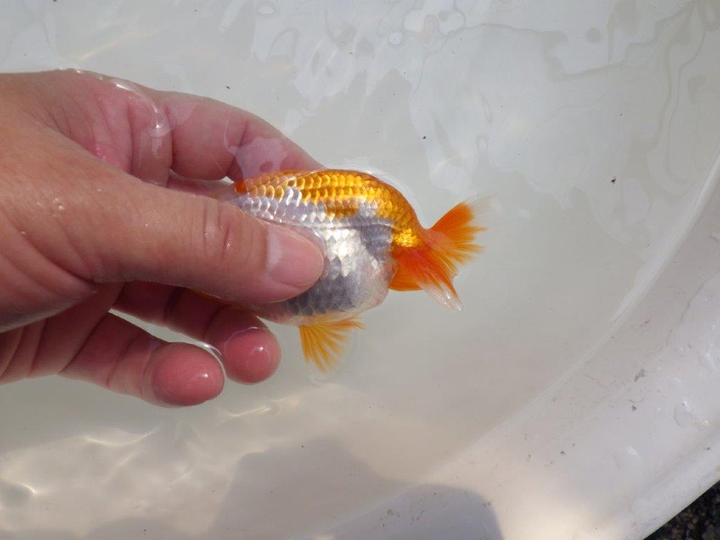 【全国大会東大関獲得ブリーダー 】浜松錦友会、研究会、東前頭三、当歳らんちゅう約11㎝
