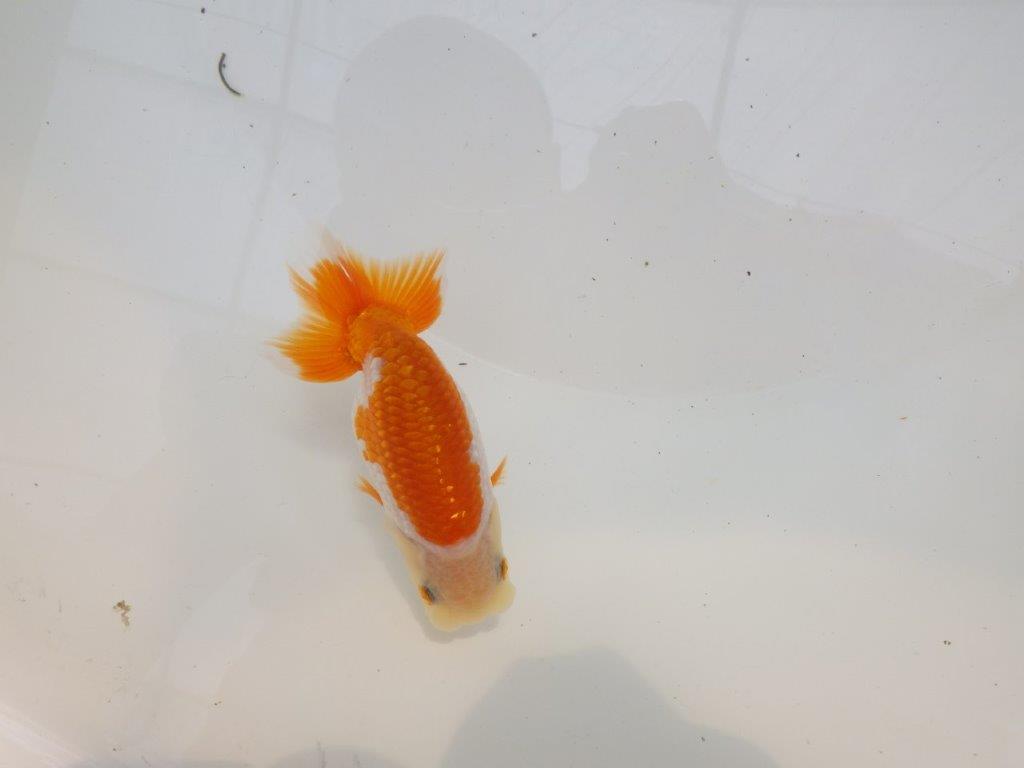 【全国大会東大関獲得ブリーダー 】浜松錦友会、研究会、東前頭三、当歳らんちゅう約11㎝