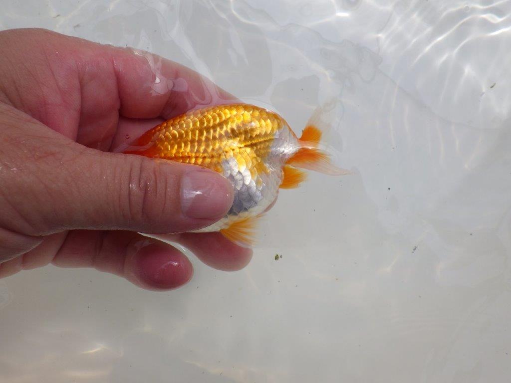 【全国大会東大関獲得ブリーダー 】丸みのあるタイプで可愛い当歳らんちゅう約10,5㎝