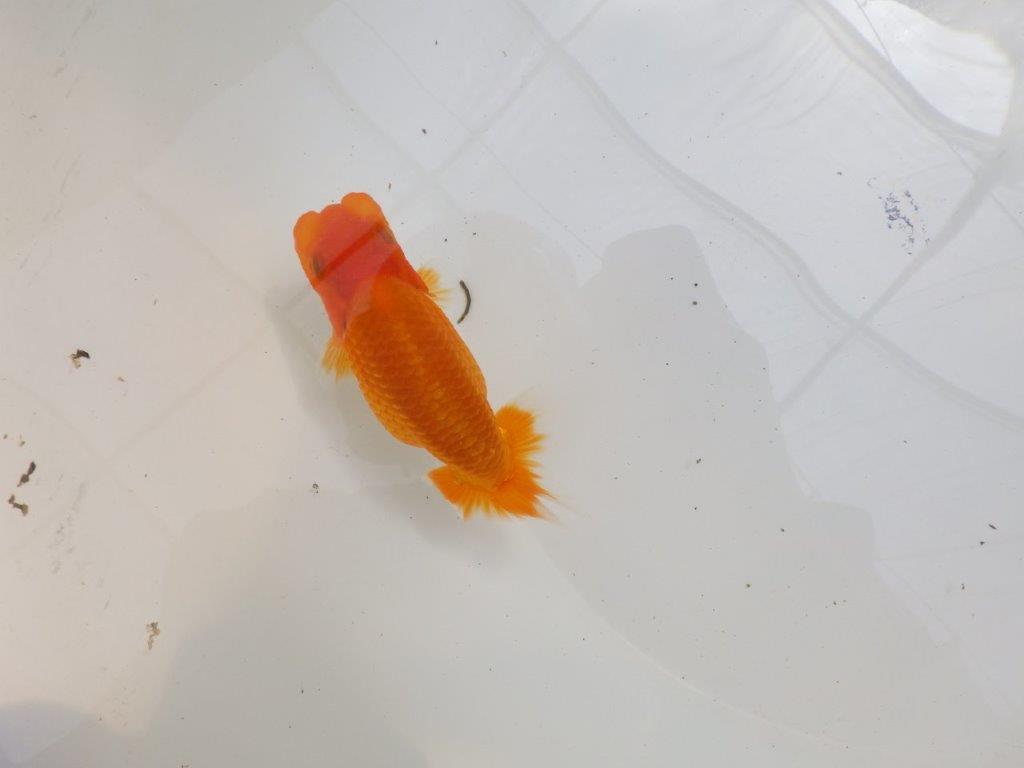 【全国大会東大関獲得ブリーダー 】品評大会向け飼育！お勧め当歳らんちゅう約12㎝
