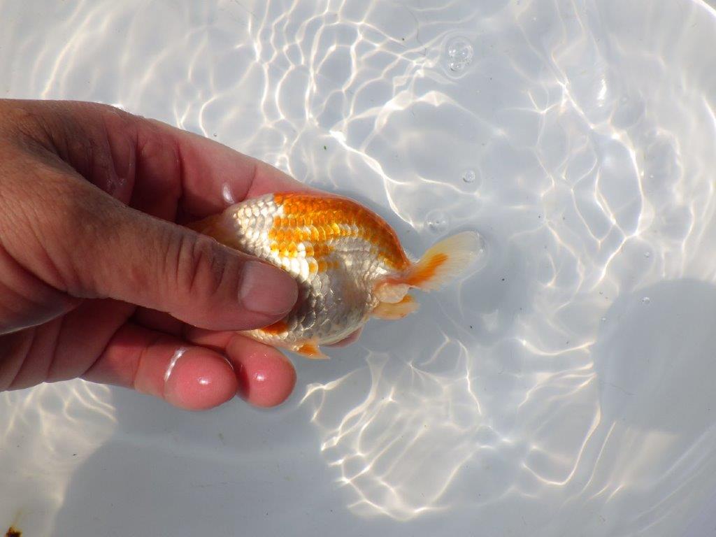 【日らん優等賞獲得ブリーダー】素晴らしいフンタン！当歳らんちゅう約11㎝