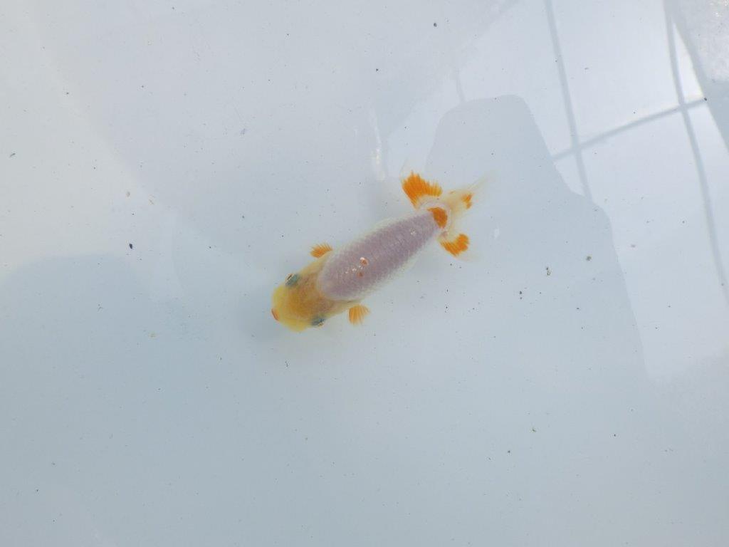 【 一押し！！】白地に尾の赤色が映えるらんちゅう　　期間限定販売　約9㎝　性別不明