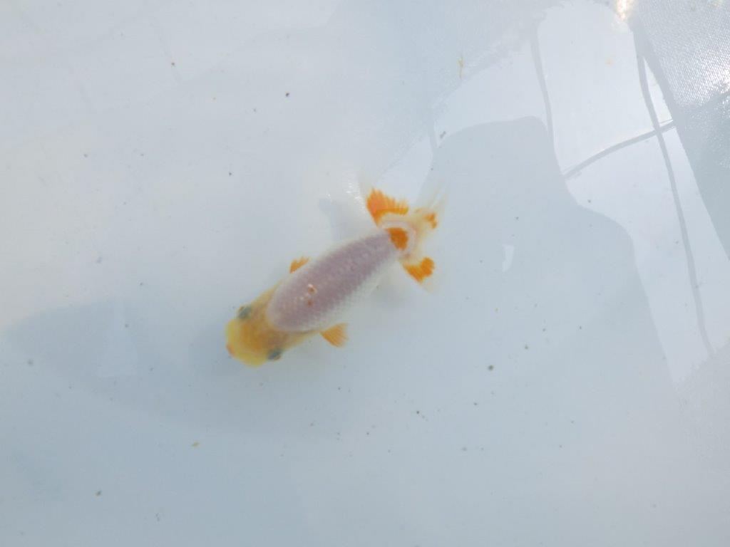 【 一押し！！】白地に尾の赤色が映えるらんちゅう　　期間限定販売　約9㎝　性別不明
