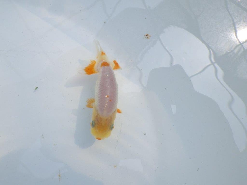 【 一押し！！】白地に尾の赤色が映えるらんちゅう　　期間限定販売　約9㎝　性別不明