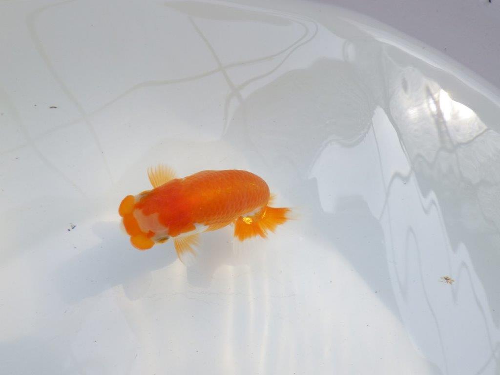 【 一押し！！】素晴らしいフンタンの色艶の良い更紗らんちゅう　　期間限定販売　約10㎝　性別不明