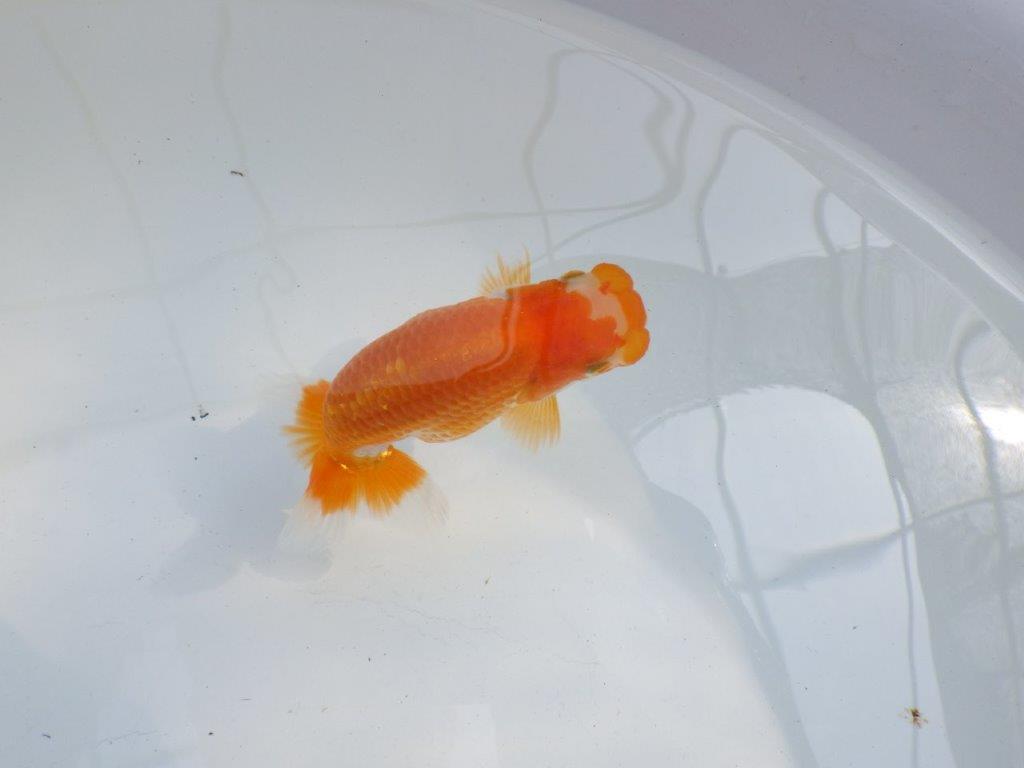 【 一押し！！】素晴らしいフンタンの色艶の良い更紗らんちゅう　　期間限定販売　約10㎝　性別不明