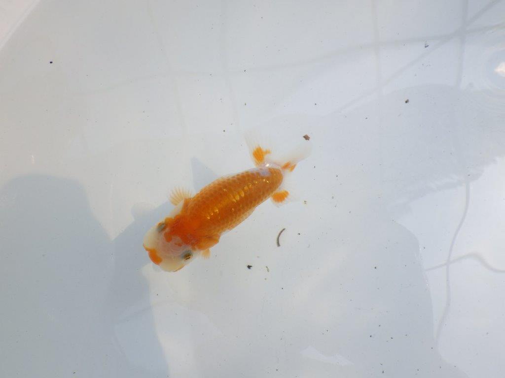【 一押し！！】口紅つきの可愛い水槽映え更紗らんちゅう　　期間限定販売　約9,5㎝　性別不明