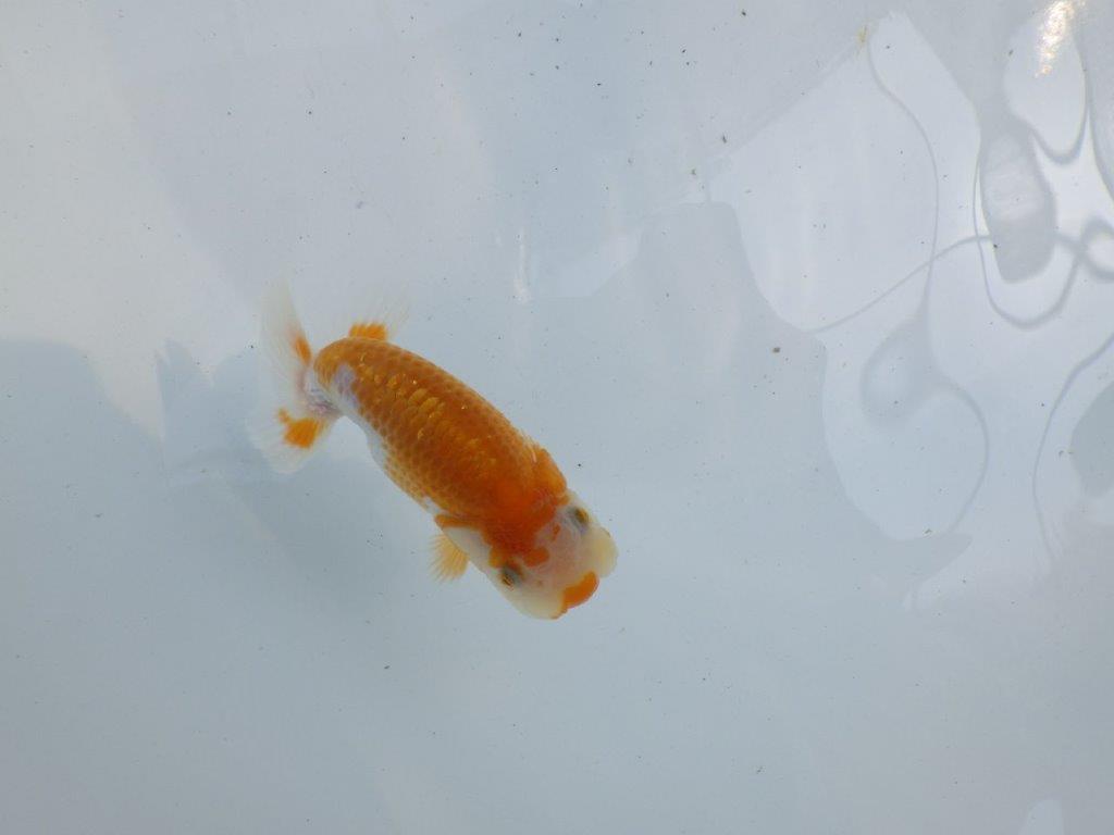 【 一押し！！】口紅つきの可愛い水槽映え更紗らんちゅう　　期間限定販売　約9,5㎝　性別不明