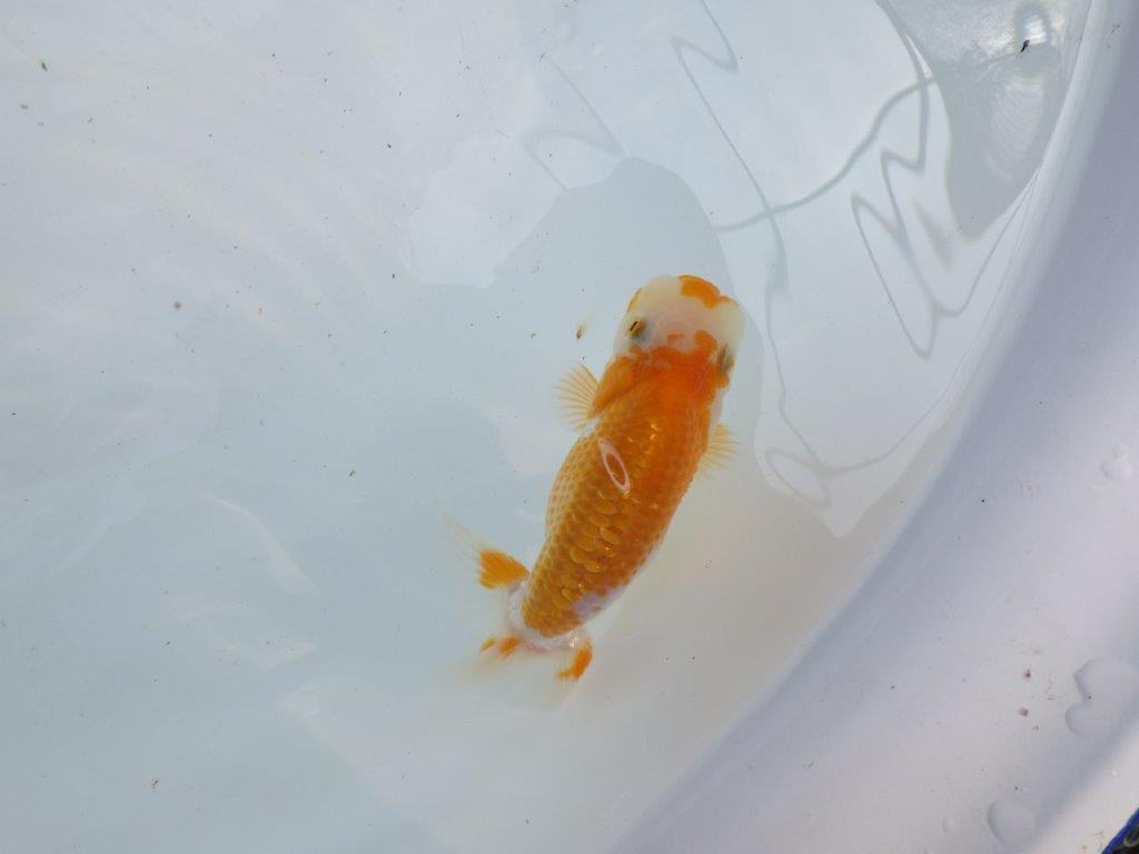 【 一押し！！】口紅つきの可愛い水槽映え更紗らんちゅう　　期間限定販売　約9,5㎝　性別不明