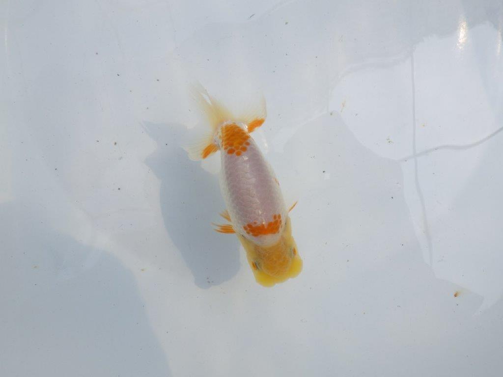 【 一押し！！】頭が良く背のラインが綺麗で水槽映え更紗らんちゅう　　期間限定販売　約11,5㎝　性別不明