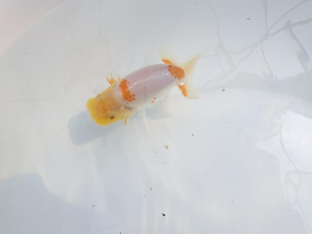 【 一押し！！】頭が良く背のラインが綺麗で水槽映え更紗らんちゅう　　期間限定販売　約11,5㎝　性別不明