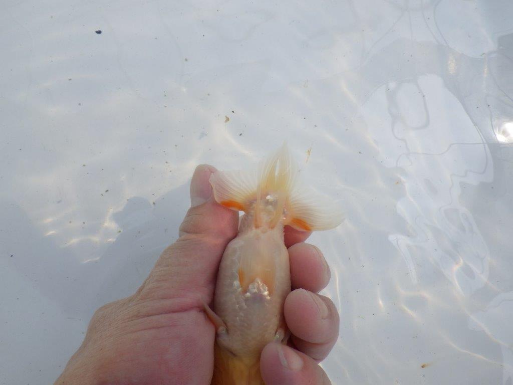 【 一押し！！】頭が良く背のラインが綺麗で水槽映え更紗らんちゅう　　期間限定販売　約11,5㎝　性別不明