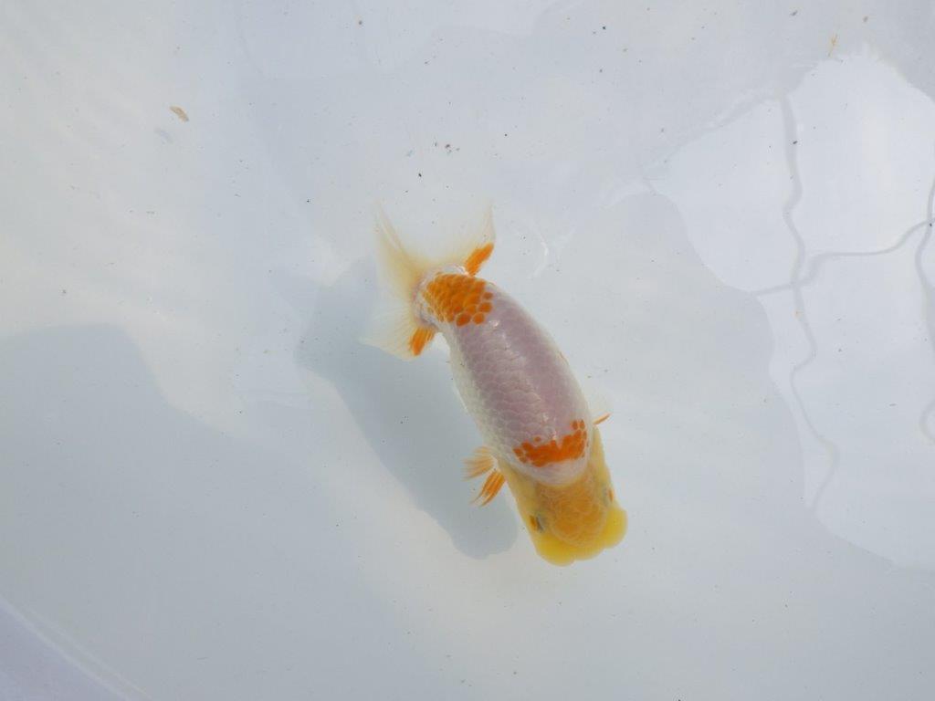 【 一押し！！】頭が良く背のラインが綺麗で水槽映え更紗らんちゅう　　期間限定販売　約11,5㎝　性別不明