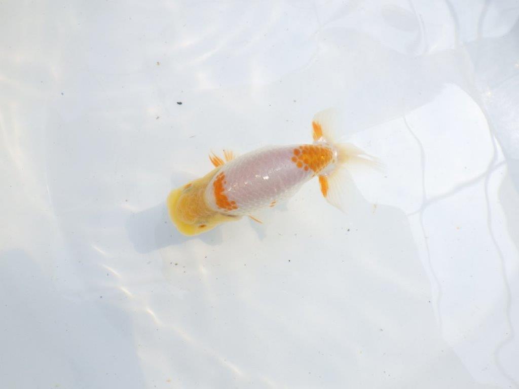 【 一押し！！】頭が良く背のラインが綺麗で水槽映え更紗らんちゅう　　期間限定販売　約11,5㎝　性別不明