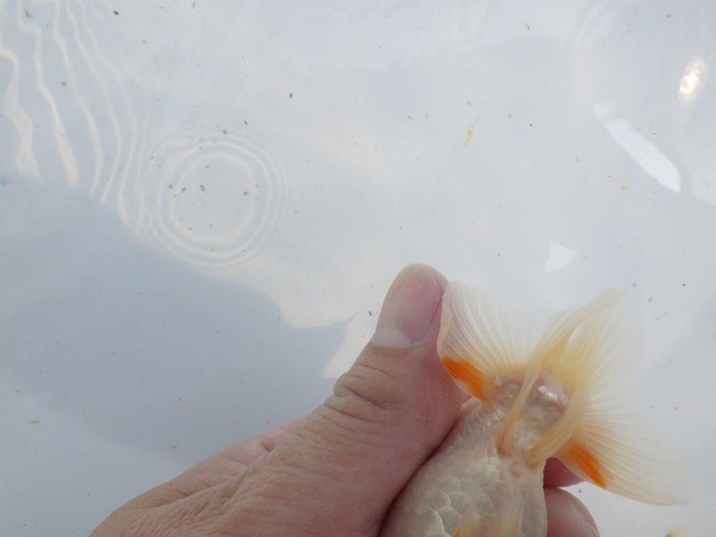 【 一押し！！】頭が良く背のラインが綺麗で水槽映え更紗らんちゅう　　期間限定販売　約11,5㎝　性別不明