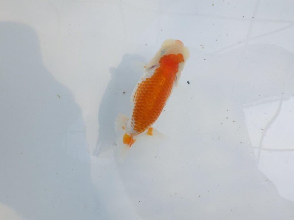 【 一押し！！】背のラインが美しく横見のご鑑賞お勧め更紗らんちゅう　　期間限定販売　約11㎝　性別不明