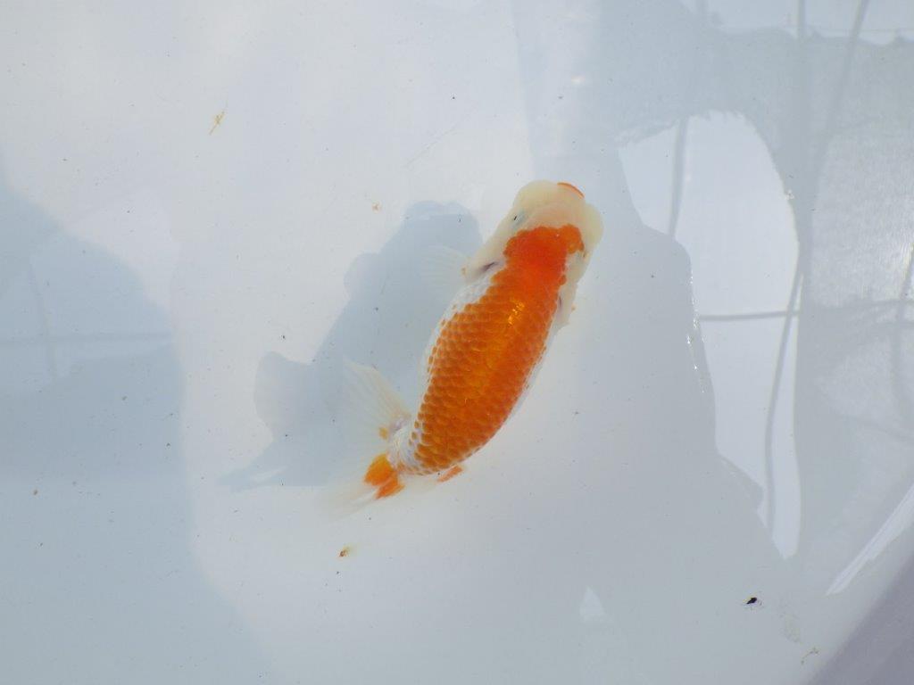 【 一押し！！】背のラインが美しく横見のご鑑賞お勧め更紗らんちゅう　　期間限定販売　約11㎝　性別不明