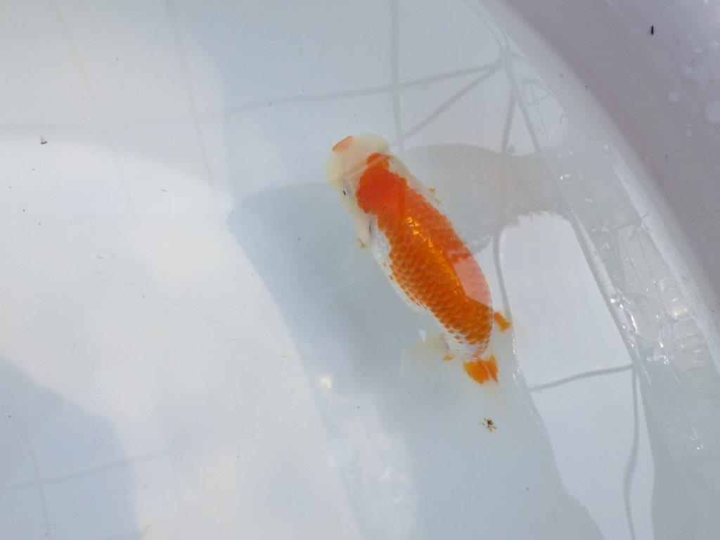 【 一押し！！】背のラインが美しく横見のご鑑賞お勧め更紗らんちゅう　　期間限定販売　約11㎝　性別不明