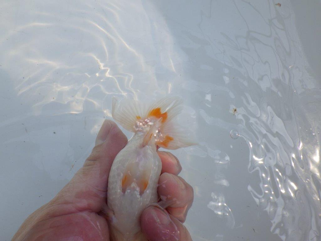 【 一押し！！】背のラインが美しく横見のご鑑賞お勧め更紗らんちゅう　　期間限定販売　約11㎝　性別不明