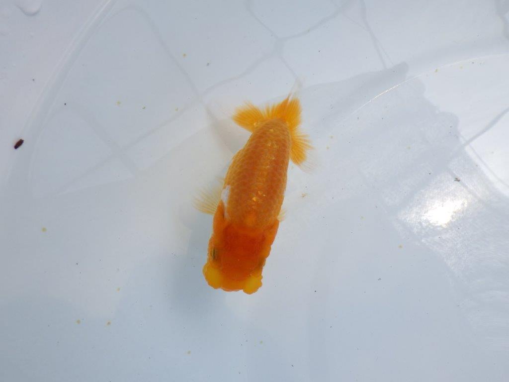 【 鉄板！！】飼い込んだら面白そうな更紗らんちゅう　東大関系統　約11ｃｍ　期間限定販売