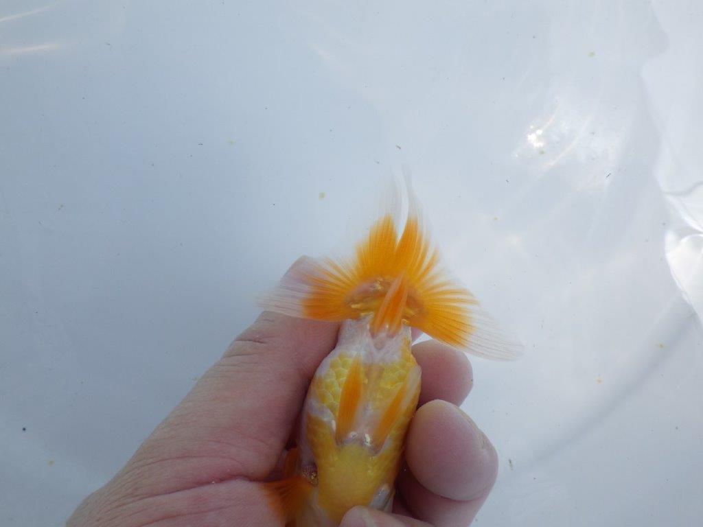 【 鉄板！！】飼い込んだら面白そうな更紗らんちゅう　東大関系統　約11ｃｍ　期間限定販売