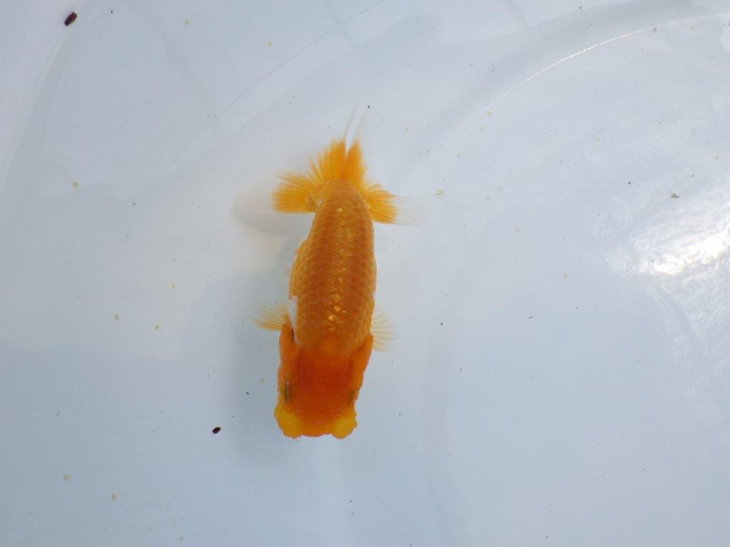 【 鉄板！！】飼い込んだら面白そうな更紗らんちゅう　東大関系統　約11ｃｍ　期間限定販売
