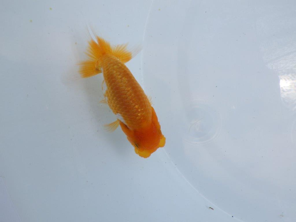 【 鉄板！！】飼い込んだら面白そうな更紗らんちゅう　東大関系統　約11ｃｍ　期間限定販売