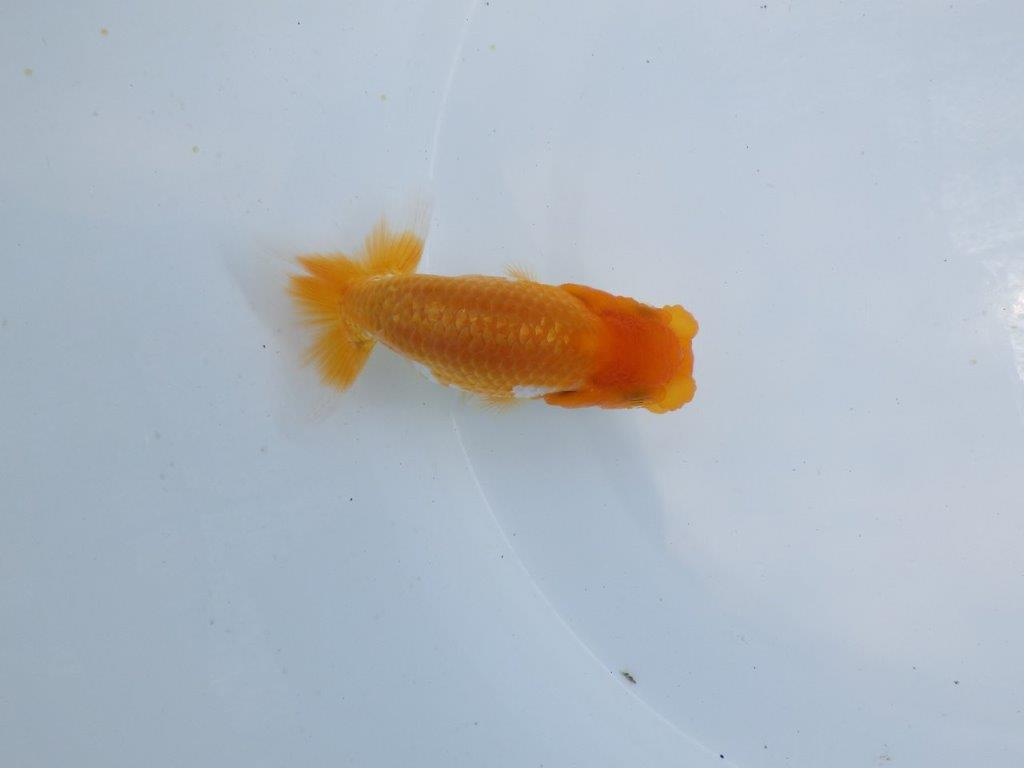 【 鉄板！！】飼い込んだら面白そうな更紗らんちゅう　東大関系統　約11ｃｍ　期間限定販売