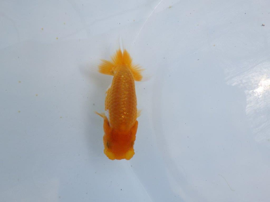 【 鉄板！！】飼い込んだら面白そうな更紗らんちゅう　東大関系統　約11ｃｍ　期間限定販売
