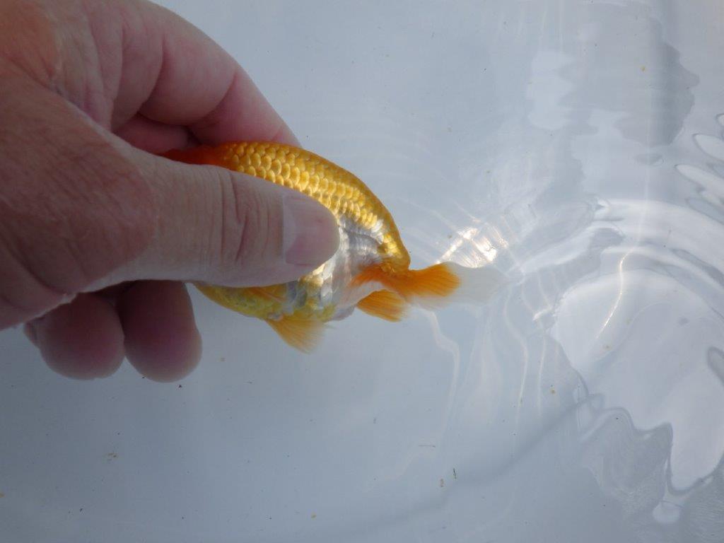 【 鉄板！！】飼い込んだら面白そうな更紗らんちゅう　東大関系統　約11ｃｍ　期間限定販売