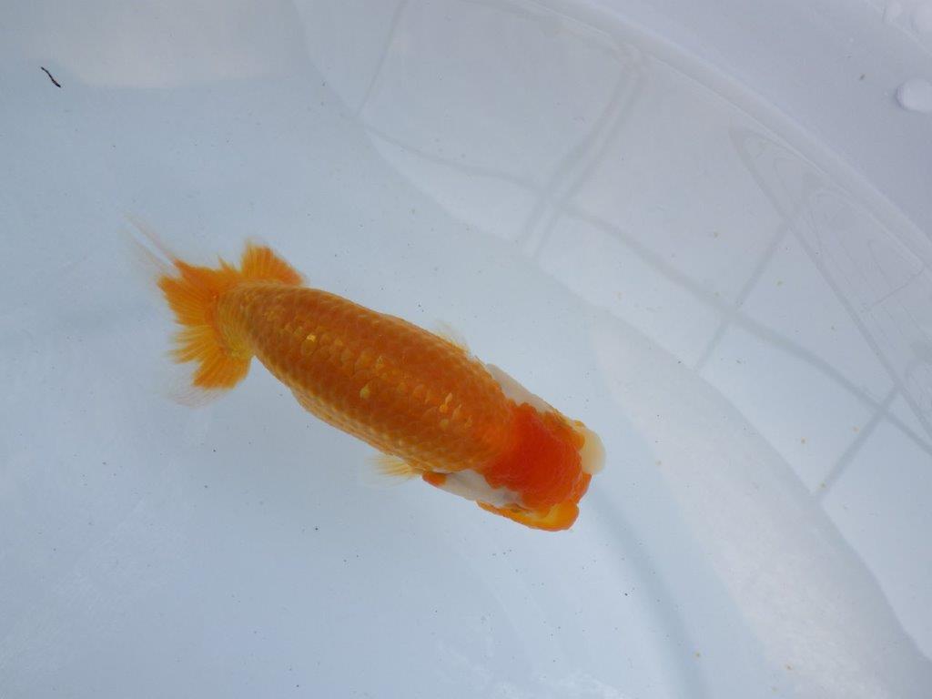 【 鉄板！！】迫力あるサイズの更紗らんちゅう　東大関系統　約14ｃｍ　期間限定販売